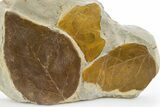 Wide Plate with Three Fossil Leaves (Two Species) - Montana #305992-2